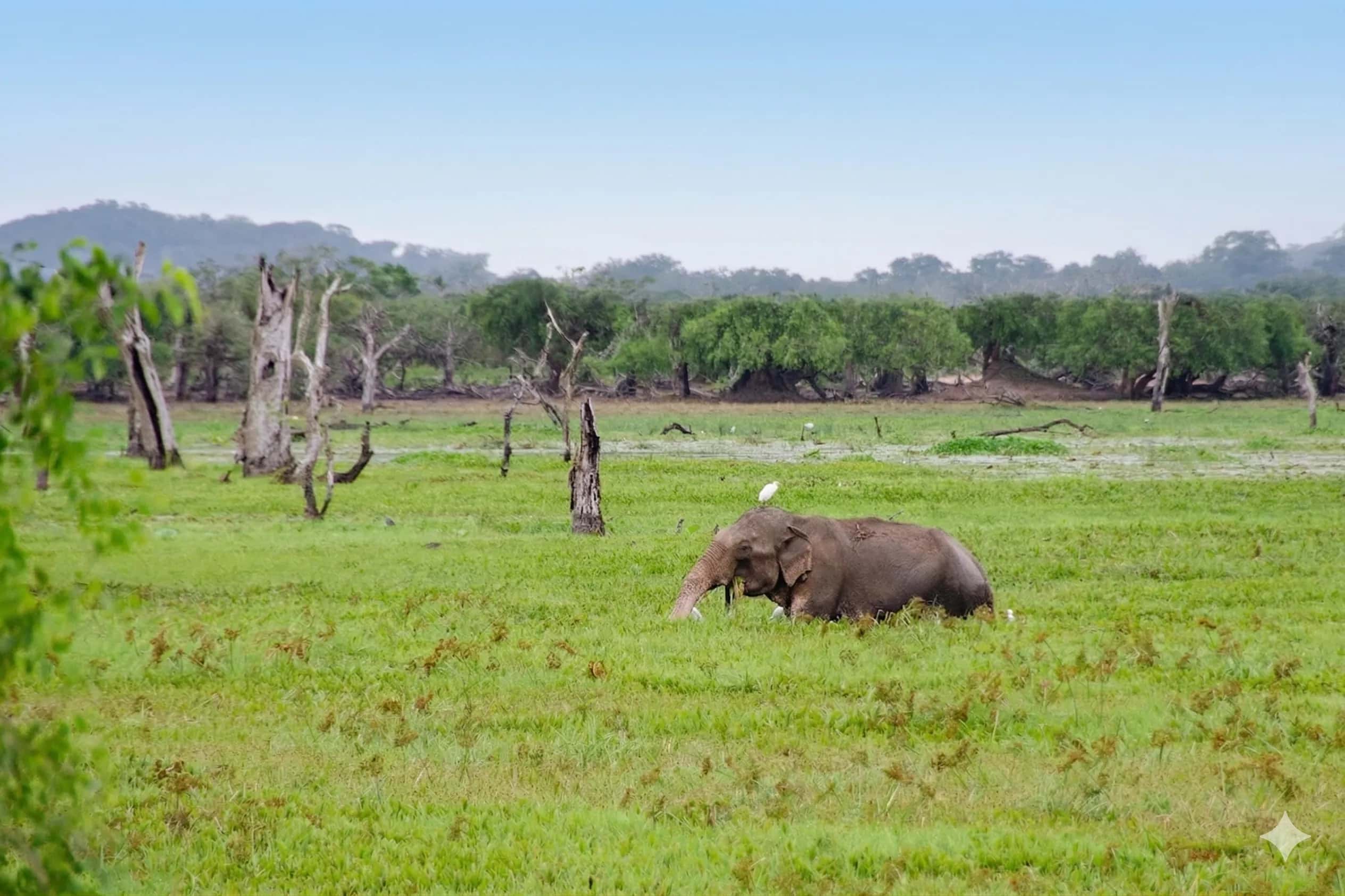 A wild elephant grazing in a wetland dotted with bare trees