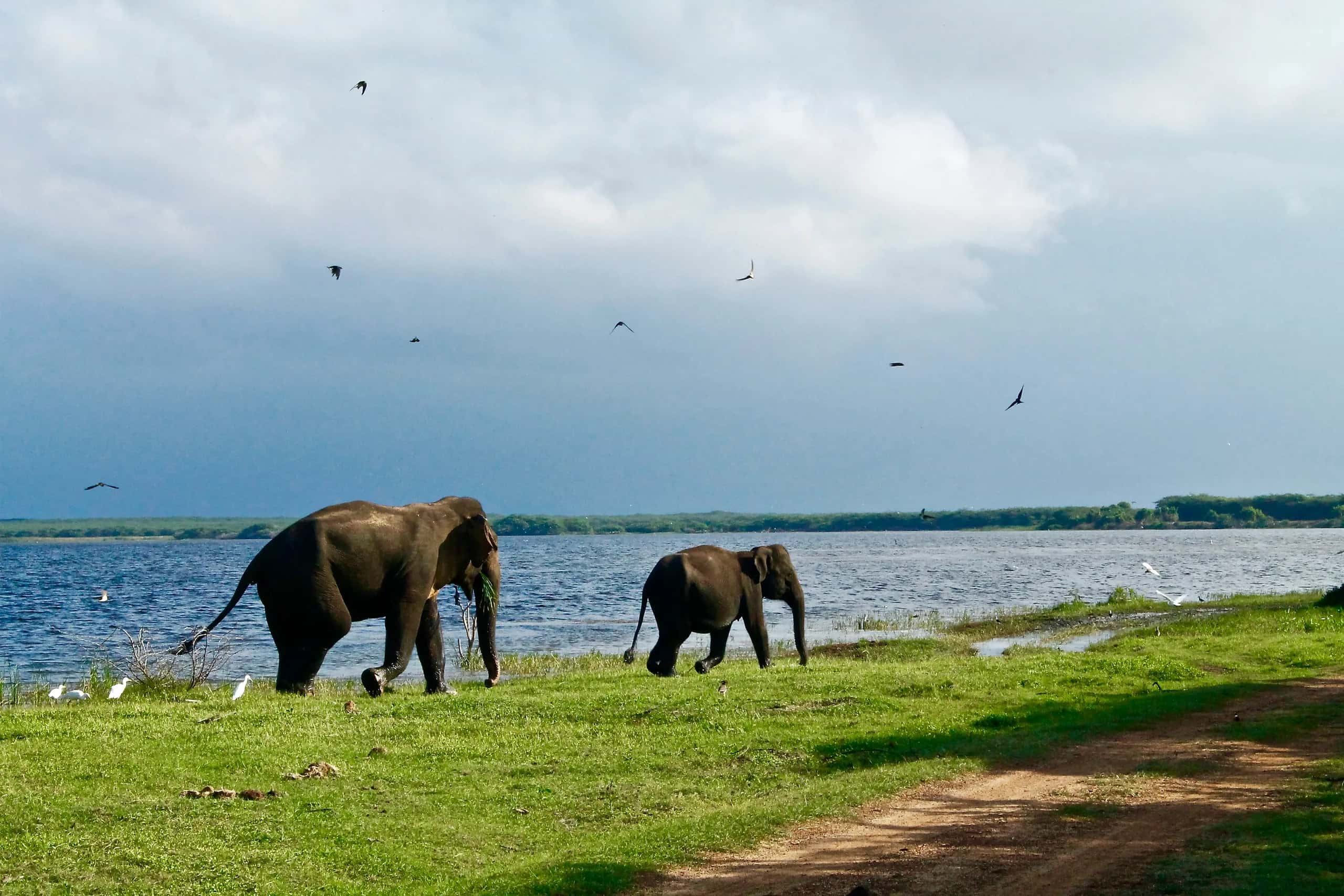 Two elephants walking the grassy shore of a reservoir