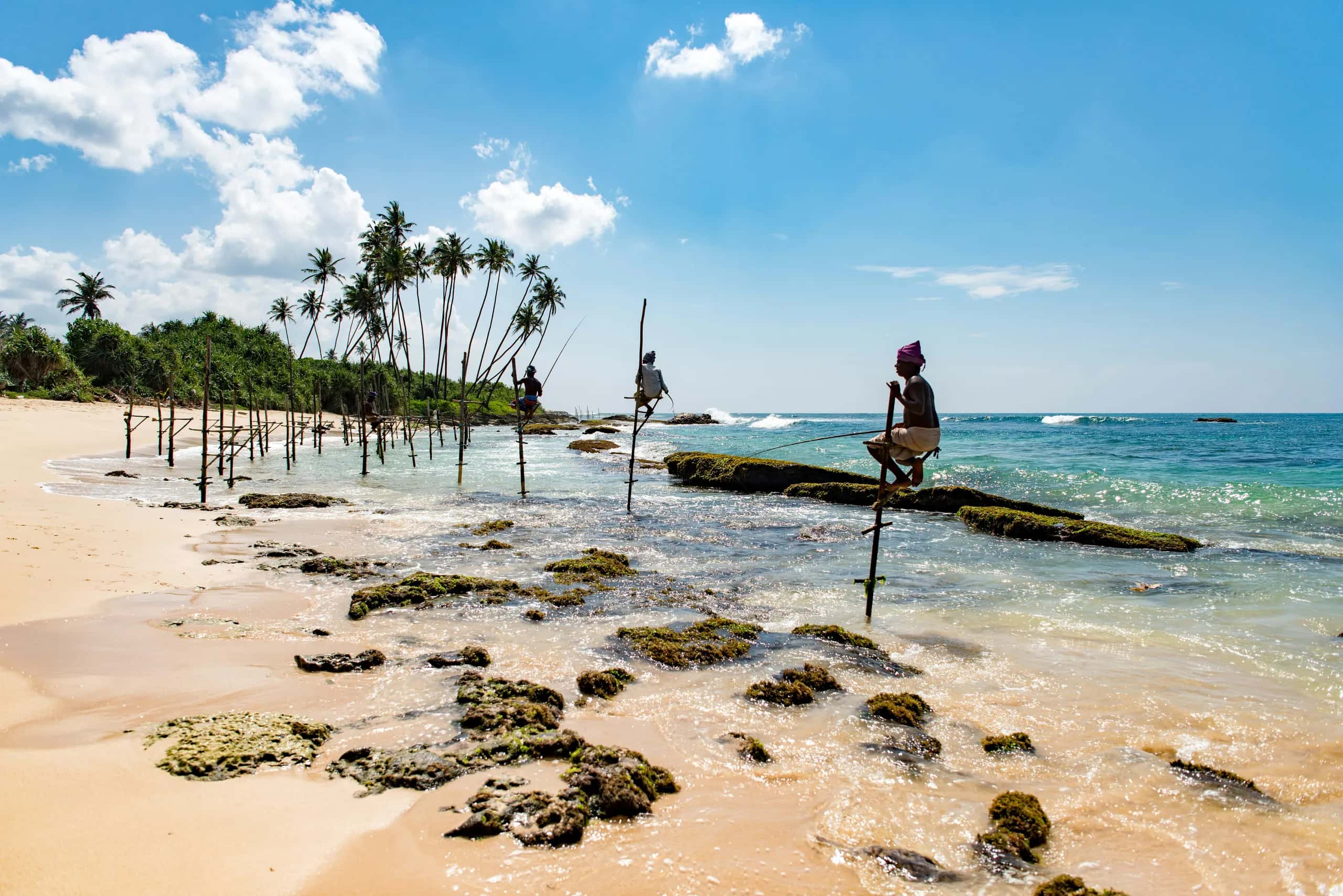 Traditional stilt fishermen perched above the shallows off a palm-lined coast